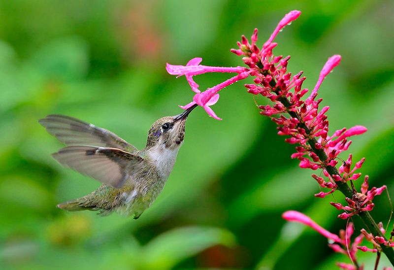 A Hummingbird Magnet