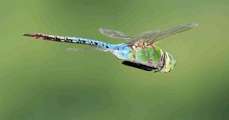 A Hungry Swarm Chasing Storm-Driven Insects
