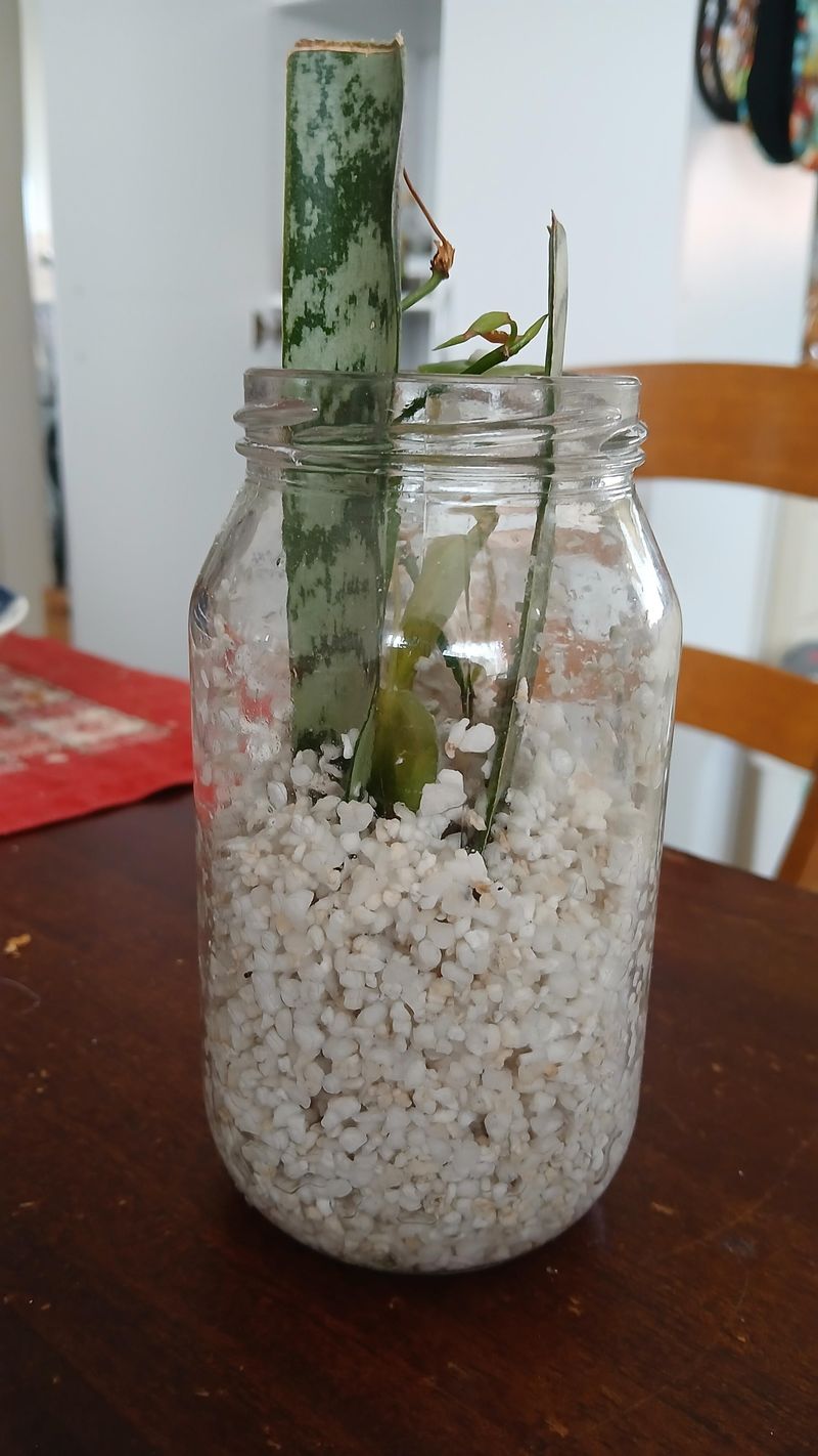 A Jar Of Snake Plant Pups Makes A Perfect Apartment Gift A Jar Of Snake Plant Pups Makes A Perfect Apartment Gift