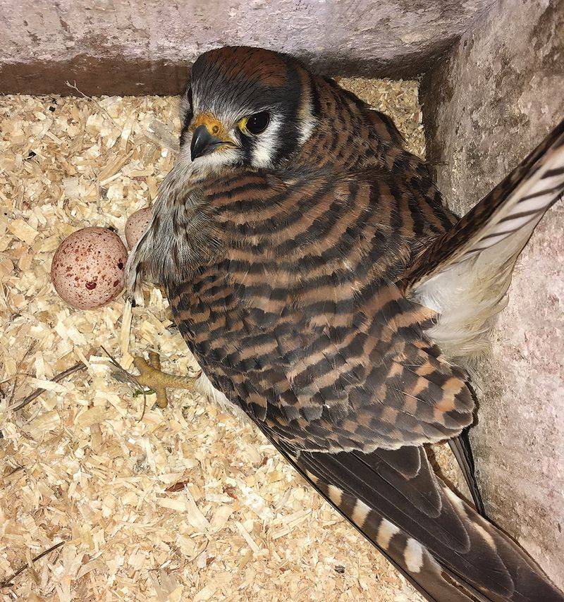 A Lack Of Nesting Cavities Holds Them Back