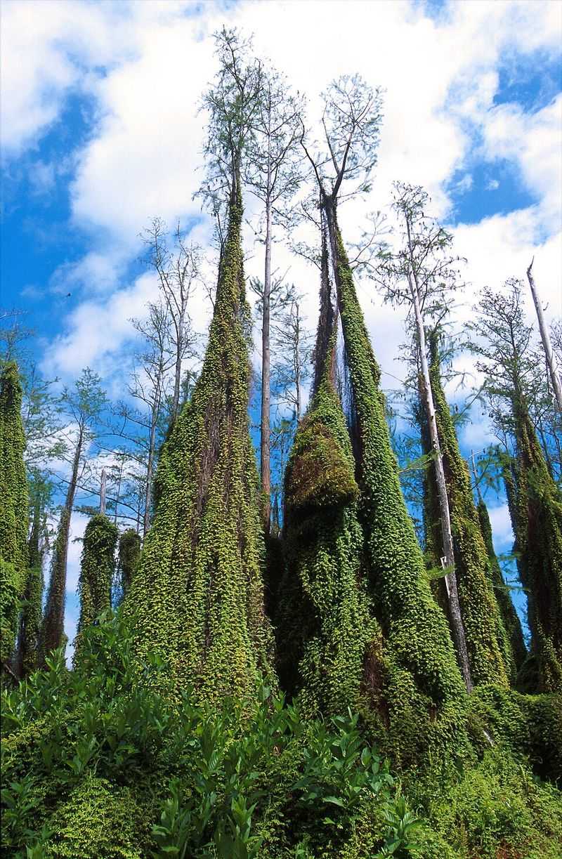 A Lacy Green Vine Spreading Up Trunks Toward The Canopy