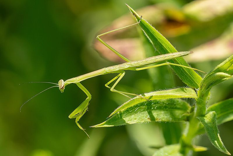 A Large Non-Native Insect That Occasionally Eats Birds