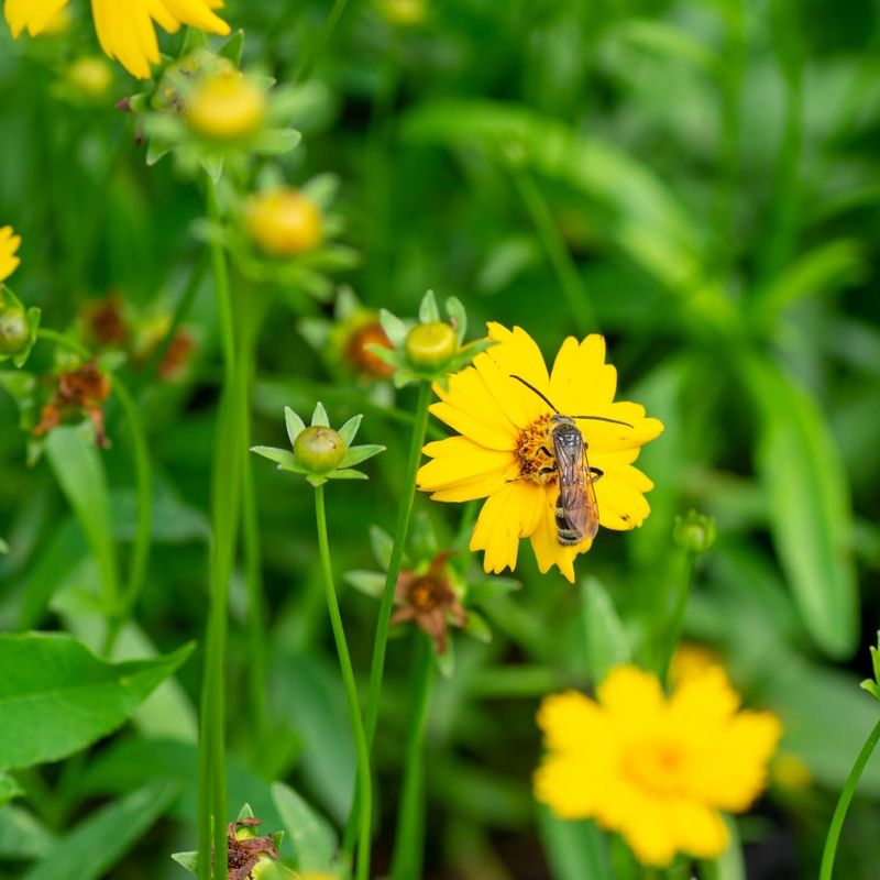 A Late-Season Favorite Of Pollinators