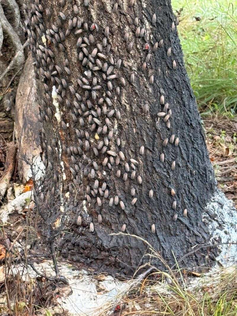 A Late-Season Gathering Around A Favored Food Source