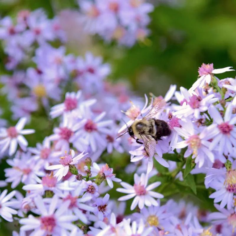 A Late-Season Lifeline For Pollinators A Late-Season Lifeline For Pollinators