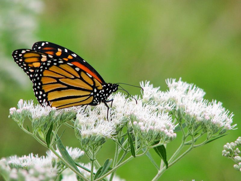 A Late-Season Magnet For Pollinators A Late-Season Magnet For Pollinators