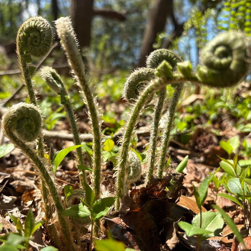 A Late-Winter Trim Makes Way For Spring Fiddleheads A Late-Winter Trim Makes Way For Spring Fiddleheads