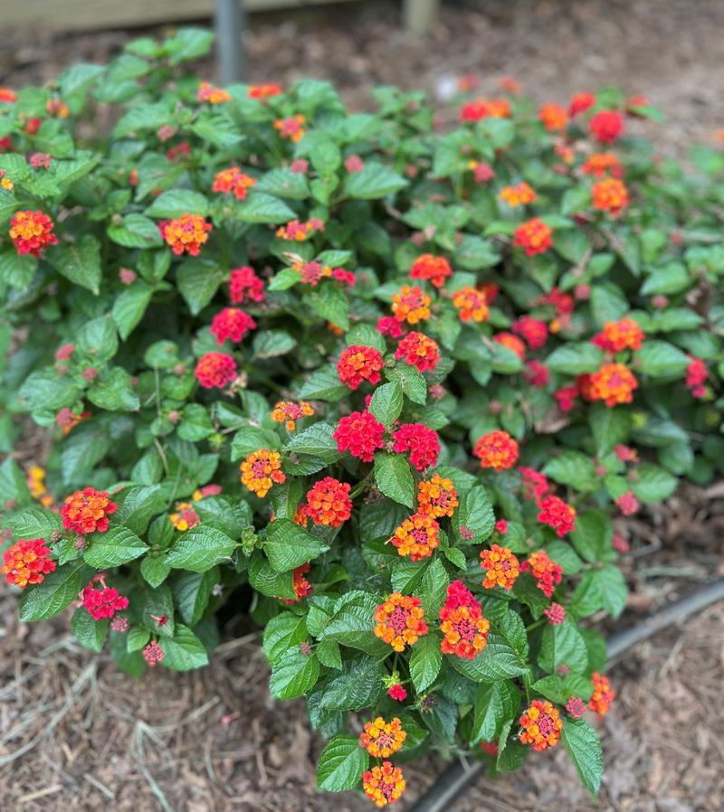 A Layer Of Mulch Adds Extra Insulation In Colder Areas A Layer Of Mulch Adds Extra Insulation In Colder Areas
