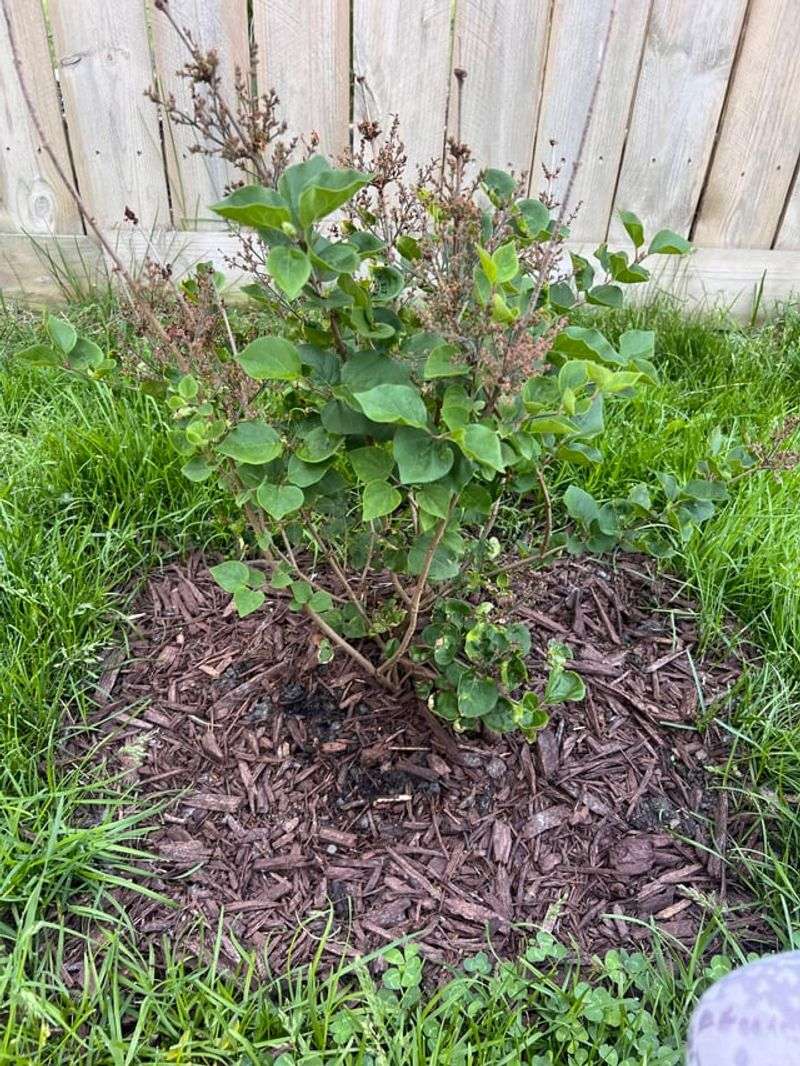 A Layer Of Mulch Helps Protect The Root Zone A Layer Of Mulch Helps Protect The Root Zone
