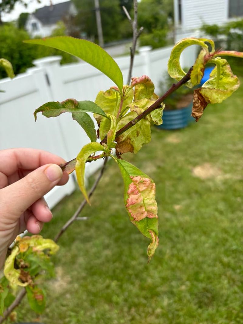 A Leaf Curl Spray After The Leaves Drop