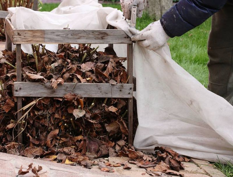A Leaf-Filled Cage For Bigleaf Types