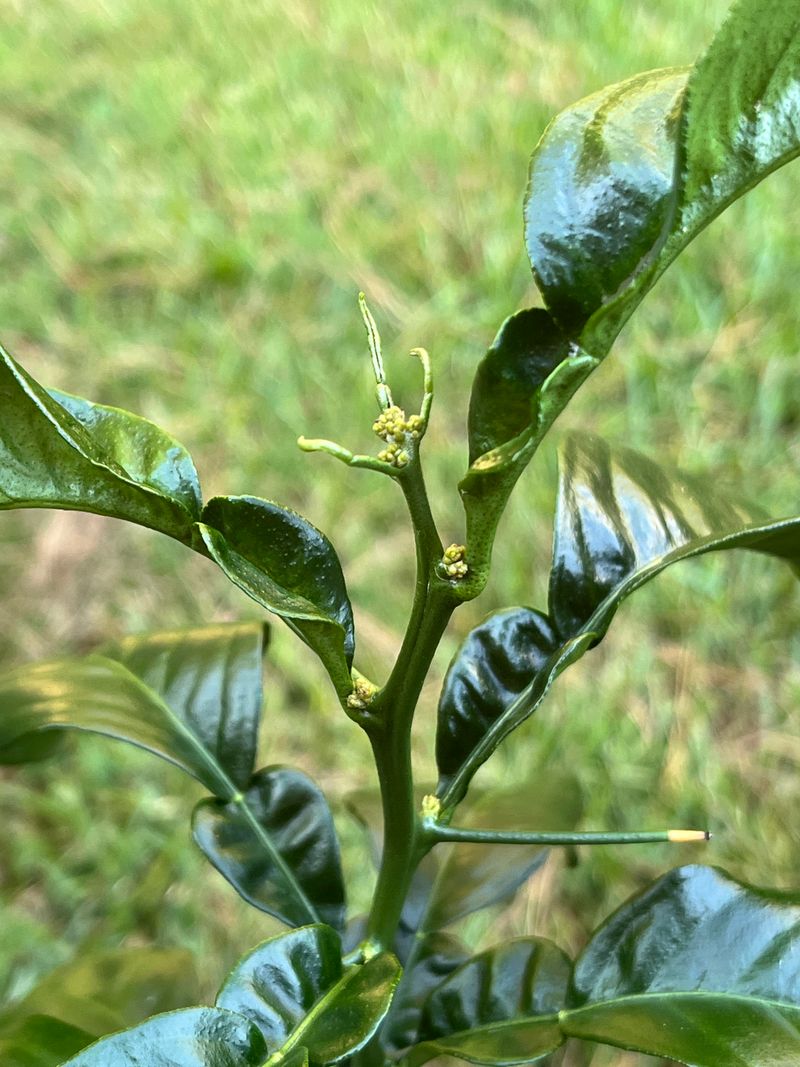 A Leaf Test Beats Guessing From Looks