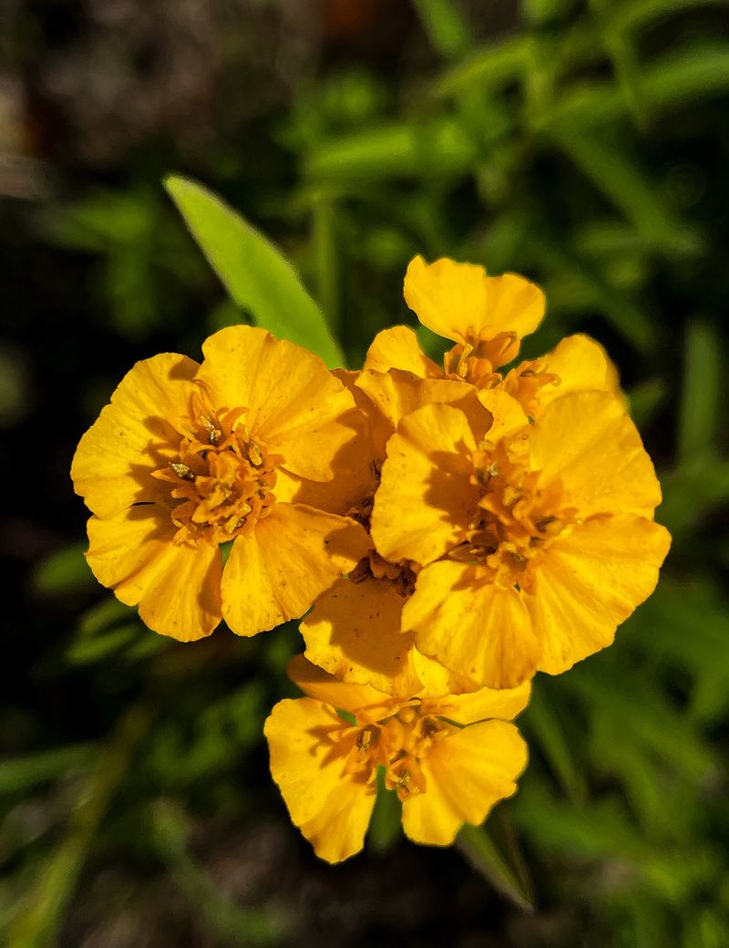 A Licorice-Scented Shrub Built For Late Heat