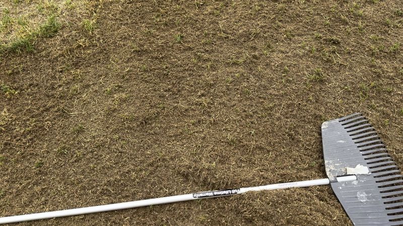 A Light Raking Tucks Seed Into The Surface