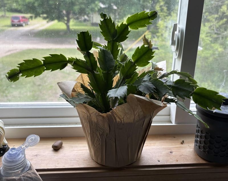 A Lighter Hand With The Watering Can Helps Set Flower Buds A Lighter Hand With The Watering Can Helps Set Flower Buds