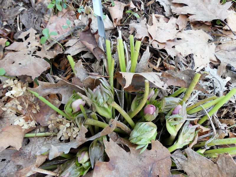 A Little Attention Now Pays Off When Buds Start Rising A Little Attention Now Pays Off When Buds Start Rising
