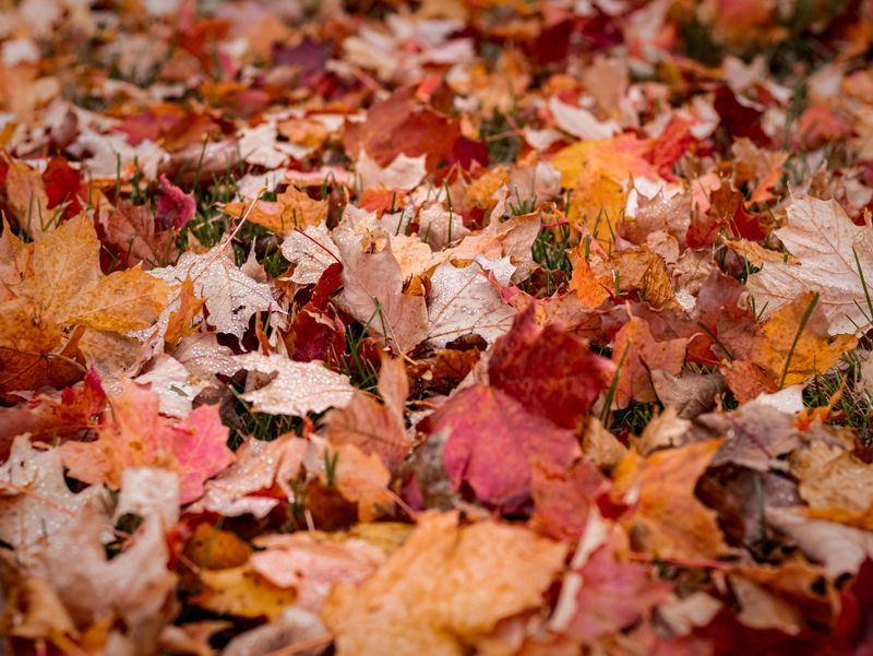 A Little Fall Prep Now Pays Off in Spring A Little Fall Prep Now Pays Off in Spring