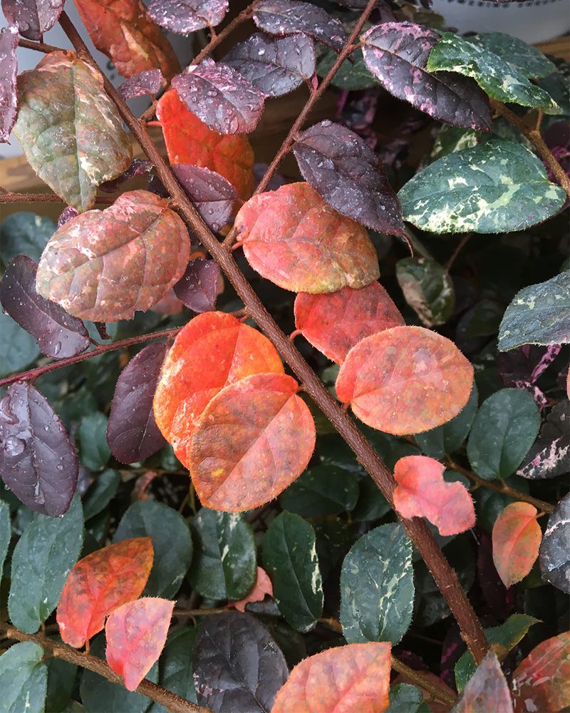 A Little Orange Under The Shrub Can Be Perfectly Normal