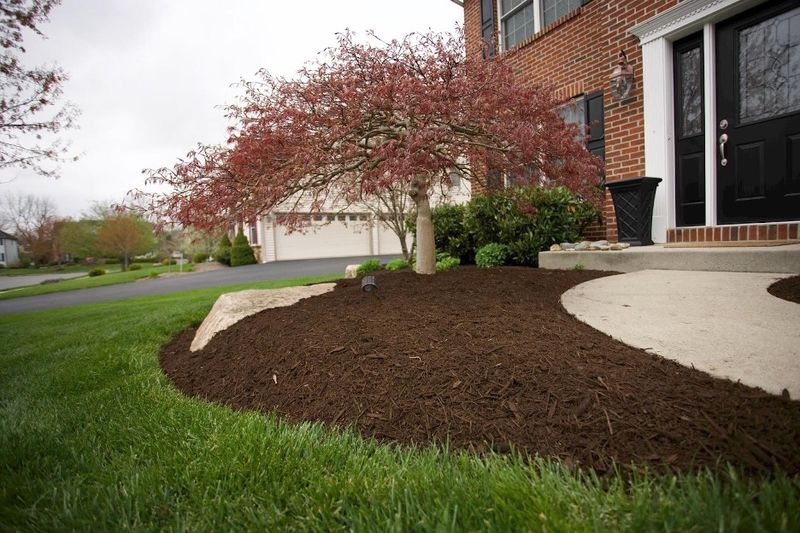 A Little Year-Round Care Keeps Your Tree Strong A Little Year-Round Care Keeps Your Tree Strong