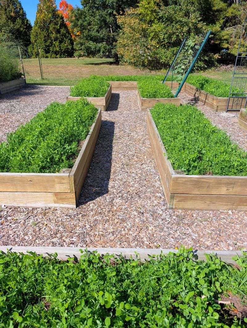 A Living Green Blanket Over Bare Soil A Living Green Blanket Over Bare Soil