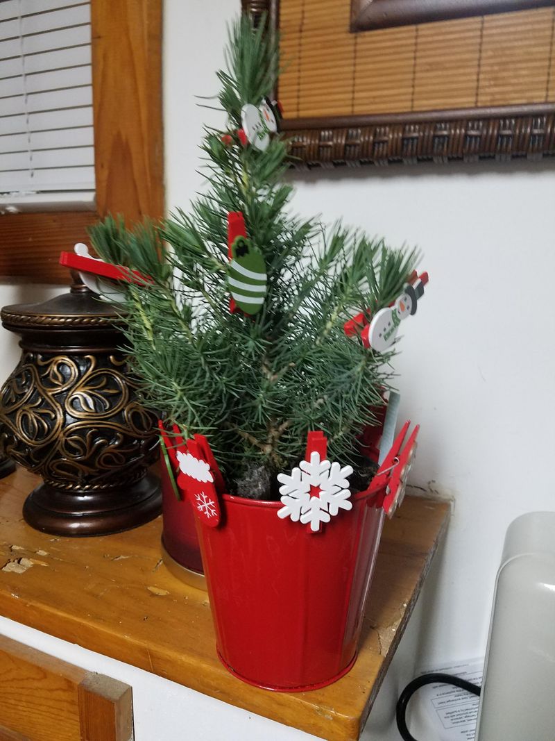 A Living Tabletop Christmas Tree