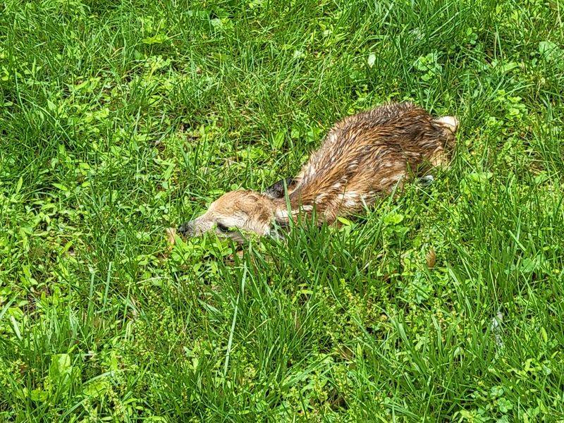 A “Lonely” Fawn Usually Isn’t Orphaned