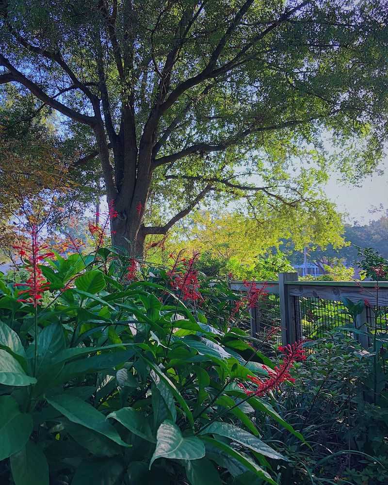 A Long Fall Bloom Season