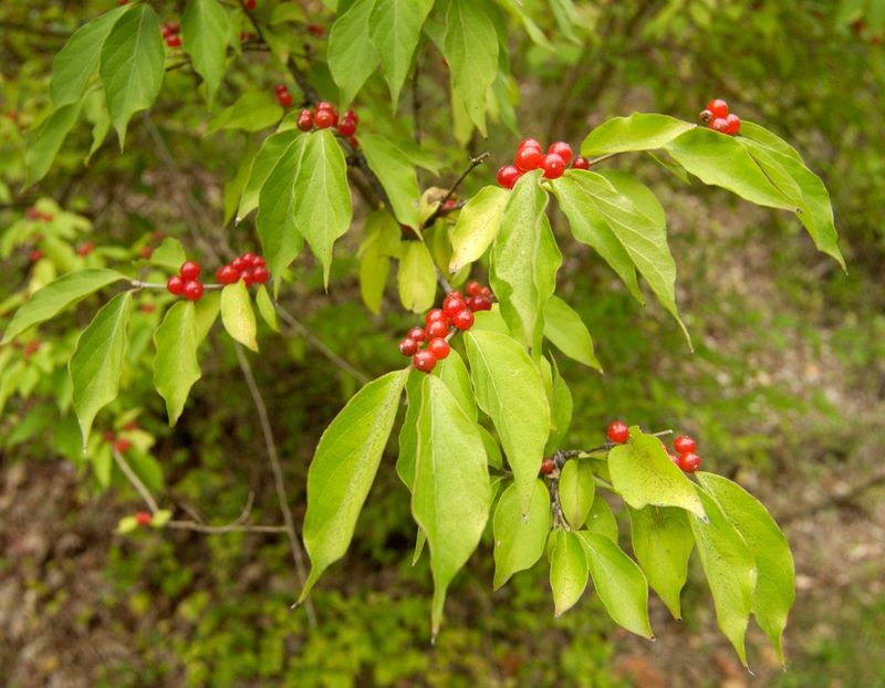 A Long Leaf Season That Gives Them A Head Start
