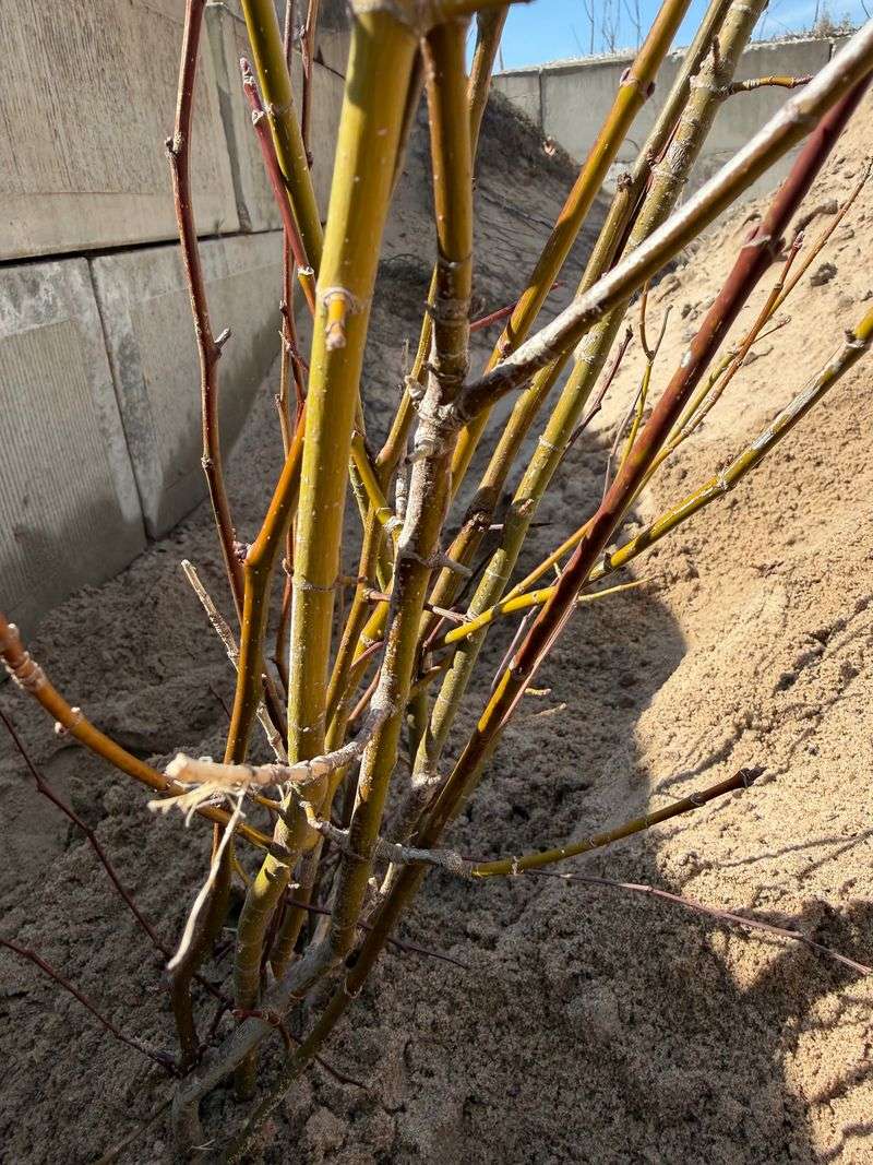 A Long Taproot Makes Bigger Seedlings Tough To Pull A Long Taproot Makes Bigger Seedlings Tough To Pull