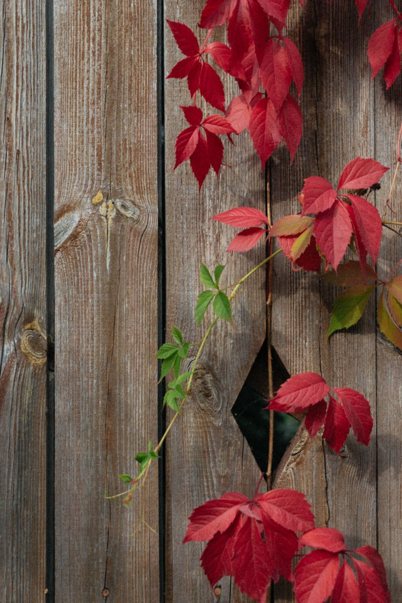 A Low-Effort Native Vine