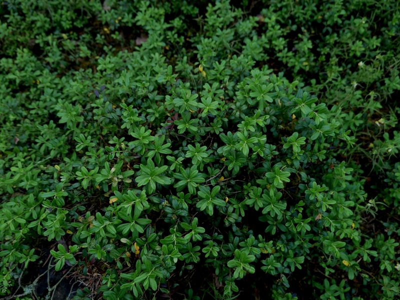 A Low, Spreading Ground Cover Called Bearberry A Low, Spreading Ground Cover Called Bearberry