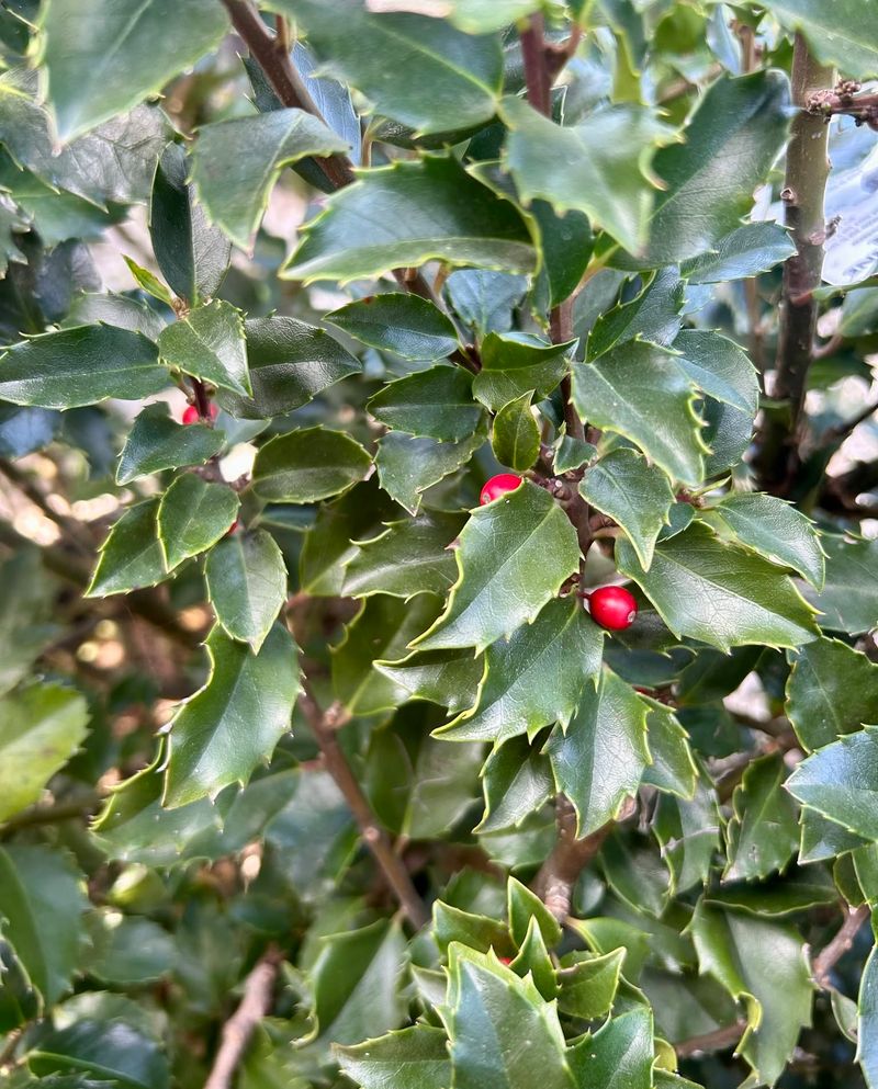 A Male Tree Nearby Provides The Needed Pollen