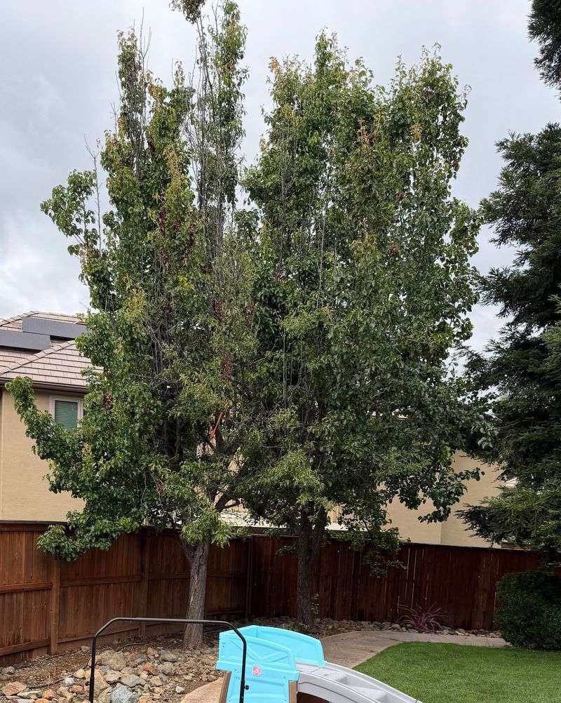 A Malicious Tree Row Can Be A Spite Fence