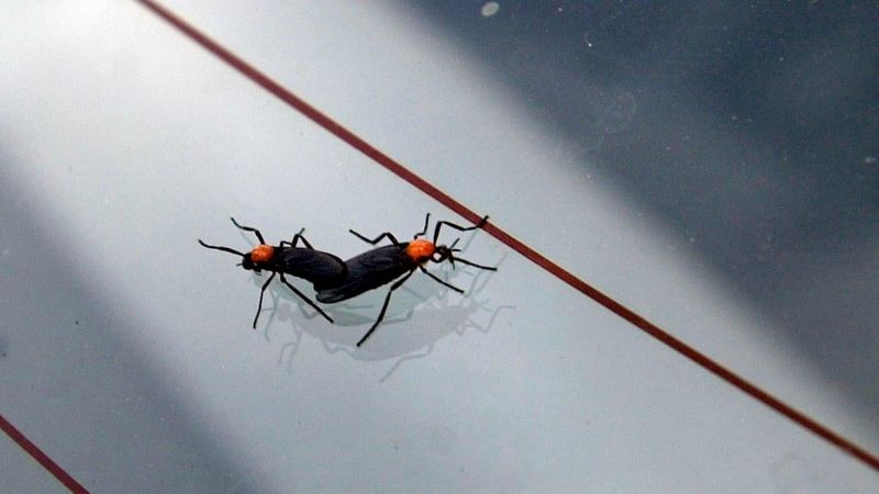A Mating Flight Fueled By Rotting Grass A Mating Flight Fueled By Rotting Grass