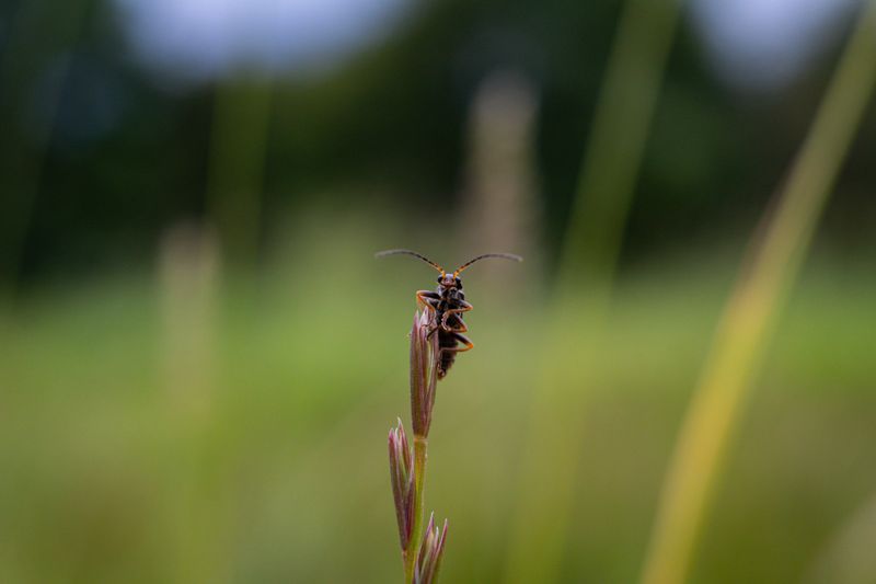 A Meadow Firefly Hid In Plain Sight For Decades A Meadow Firefly Hid In Plain Sight For Decades
