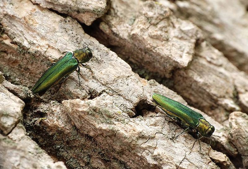 A Metallic Green Beetle Is Behind Those Thinning Ash Canopies A Metallic Green Beetle Is Behind Those Thinning Ash Canopies