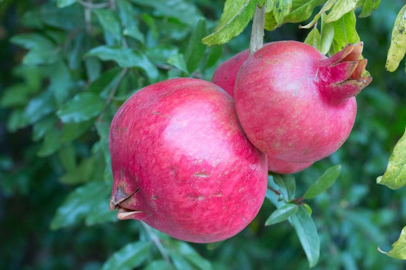 A Metallic Ring Means The Fruit Is Ripe A Metallic Ring Means The Fruit Is Ripe