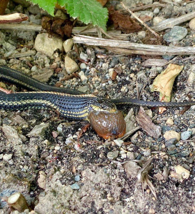 A Mild Neighbor That Feeds On Garden Slugs