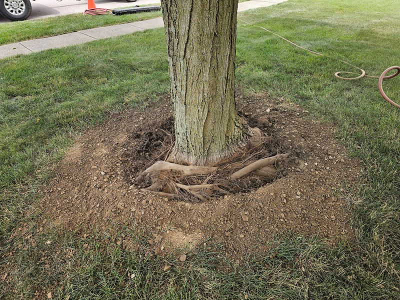 A Missing Root Flare Is The First Warning Sign A Missing Root Flare Is The First Warning Sign