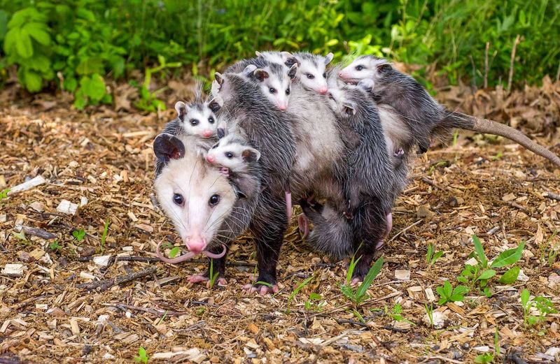 A Mother May Be Carrying Babies