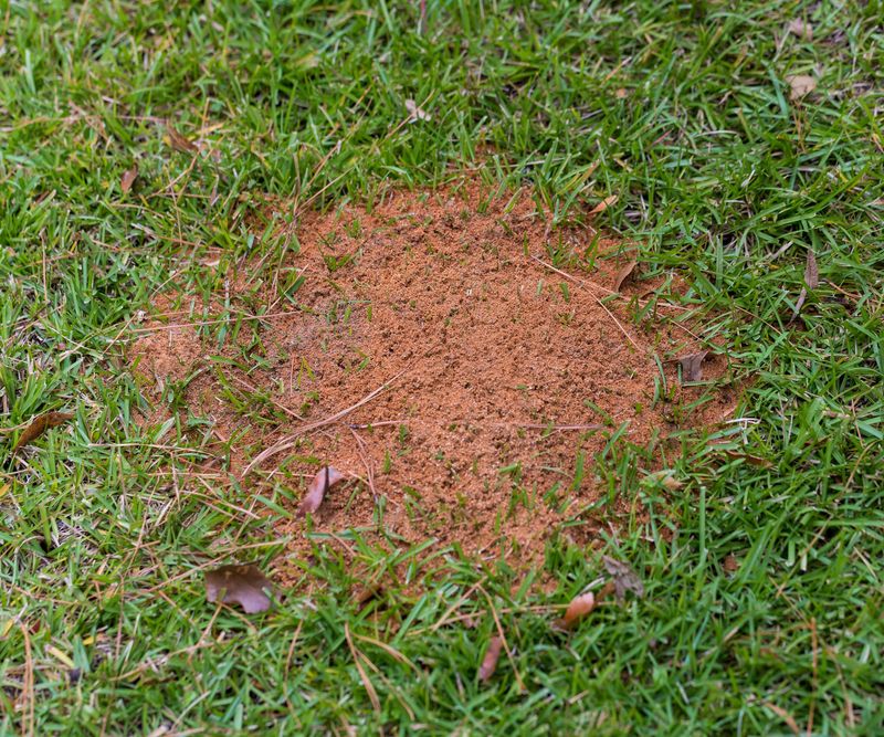 A Mound After Rain Means An Active Colony A Mound After Rain Means An Active Colony