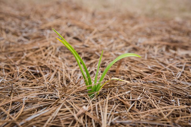 A Mulch That Outlasts Shredded Leaves A Mulch That Outlasts Shredded Leaves