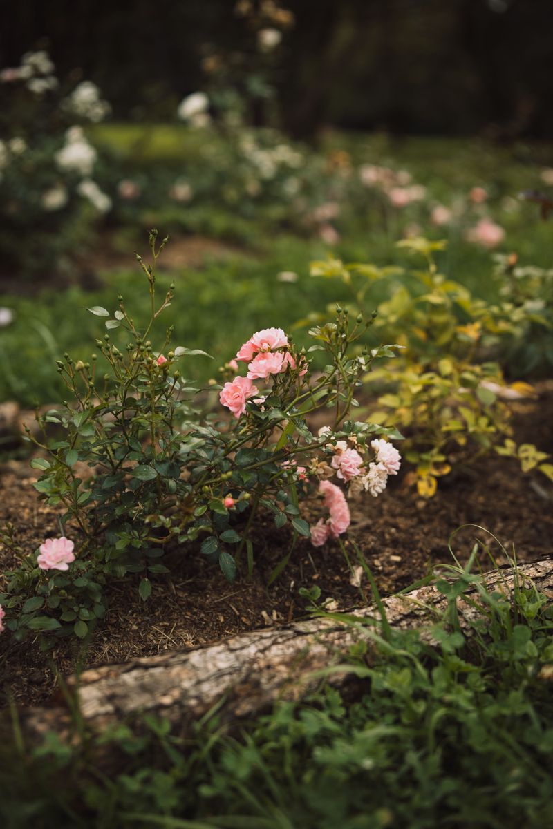A Mulched Rose Bed Today Means Bigger Blooms in May A Mulched Rose Bed Today Means Bigger Blooms in May
