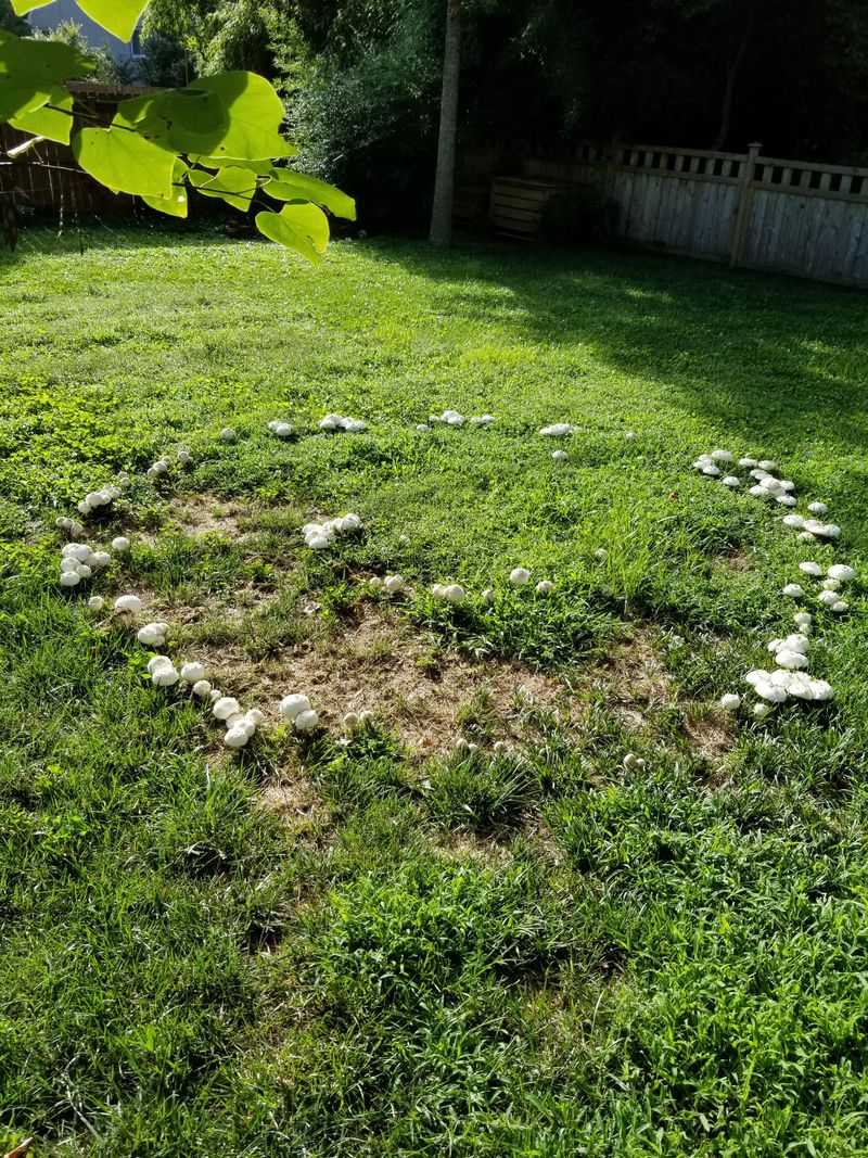 A Mushroom Ring Means Fungus Is Feeding Below