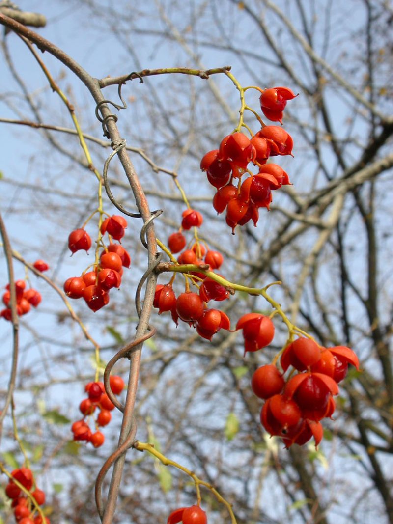 A Native Look-Alike Carries Its Berries Differently