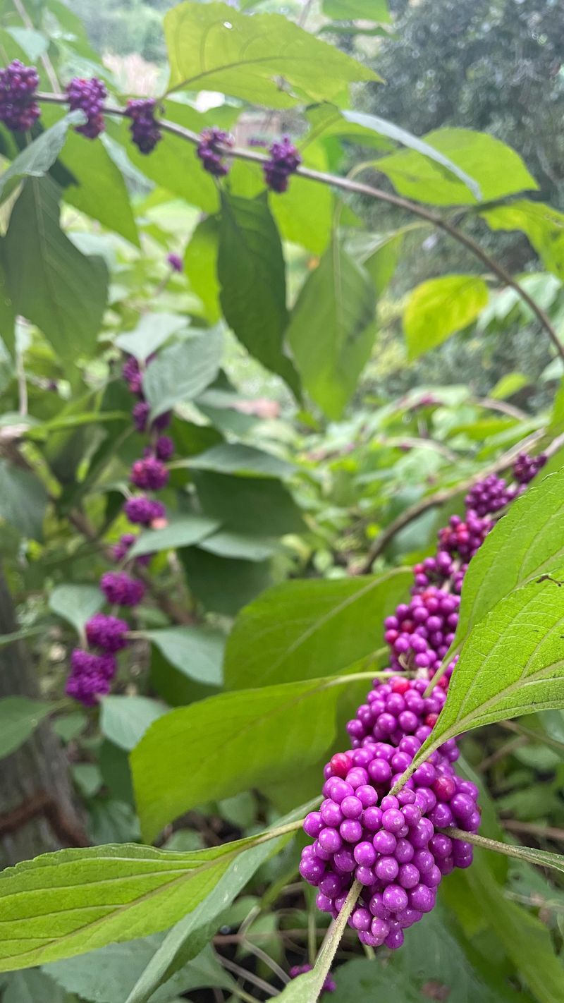 A Native Shrub With Mosquito-Repelling Compounds A Native Shrub With Mosquito-Repelling Compounds