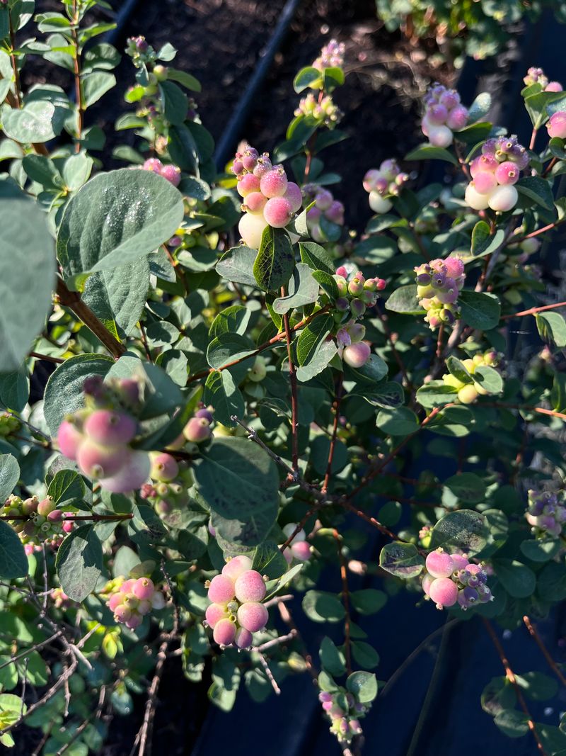 A Native Winter Food Source