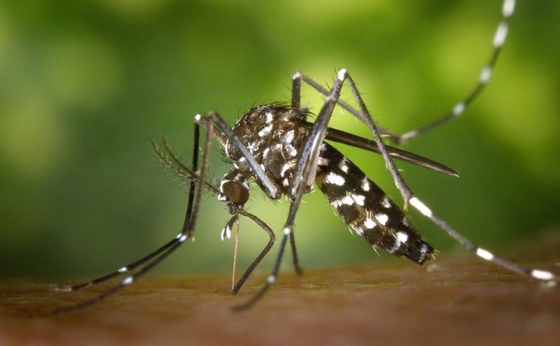 A Natural Helper Against Mosquitoes