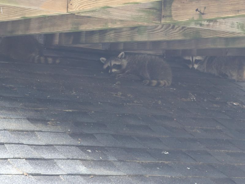 A Nearby Den Makes It A Routine