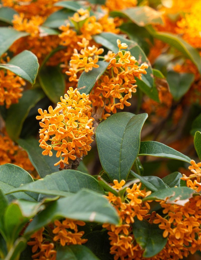 A Neighborhood Full Of Fragrant Rewards A Neighborhood Full Of Fragrant Rewards